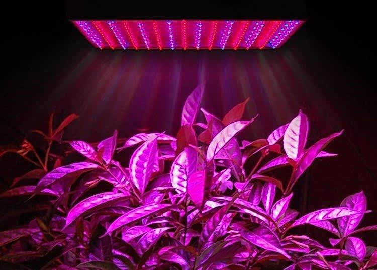 Plantes sous la lampe