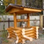 Bouleaux à la campagne