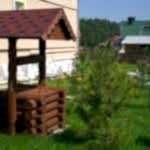 Conifères devant la maison